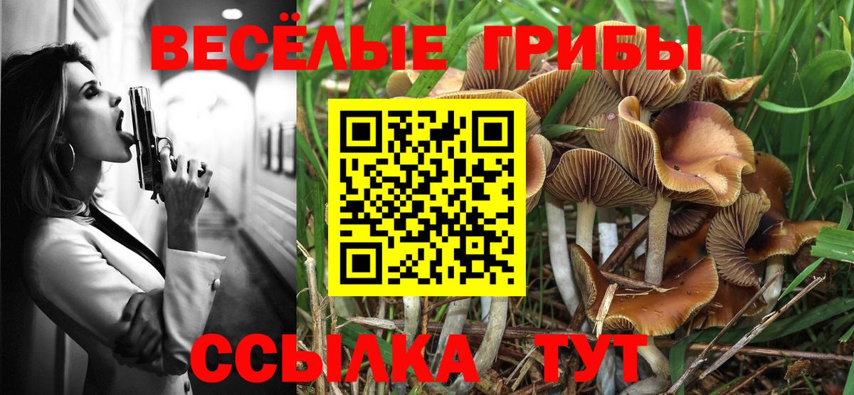 Галлюциногенные грибы Psilocybine cubensis  Псилоцибиновые грибы прущие грибы  закладки  Конаково  Вход с VPN 